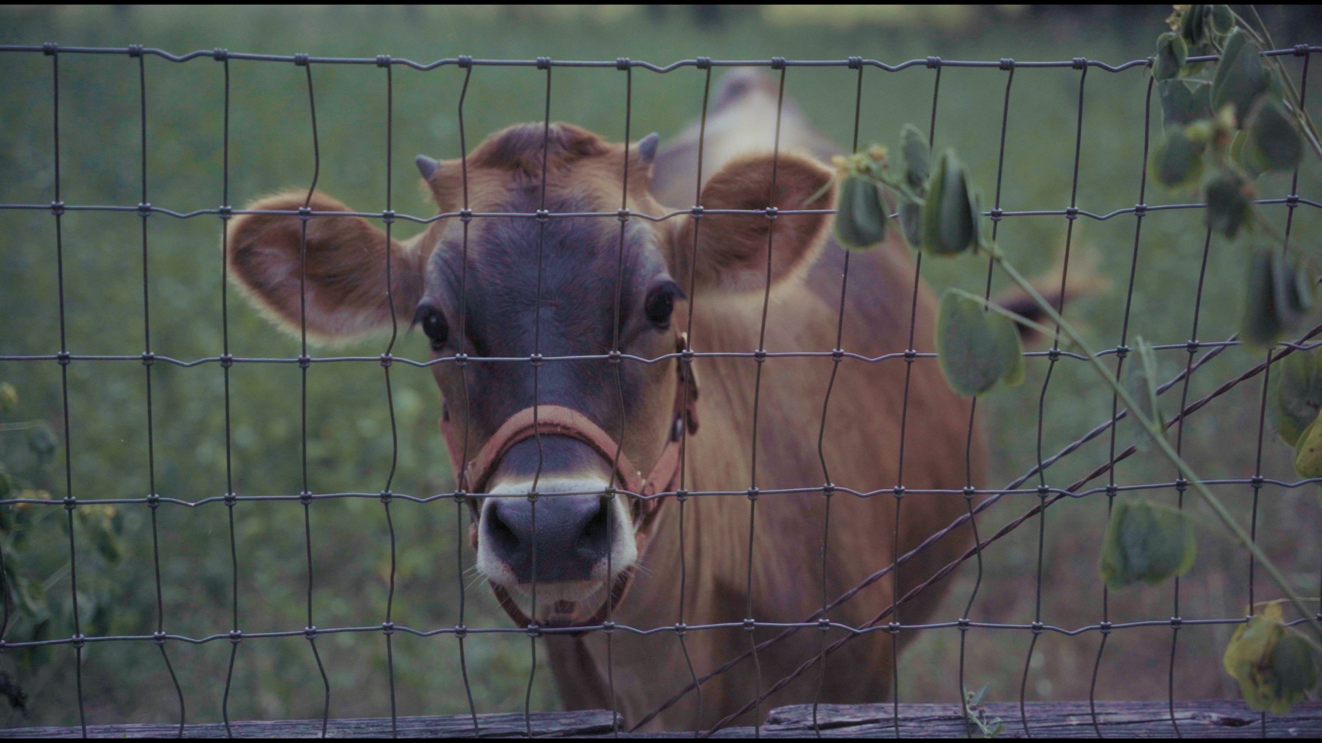 Protected cow at the village